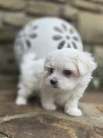 AKC Tiny Boy, a male Maltese for sale in Clarksville, AR – 5 of 6