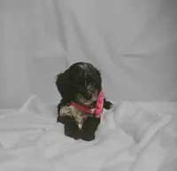 Grace Ann, a female Cockapoo and Poodle - Toy  for sale in Clarksville, AR – 5 of 9