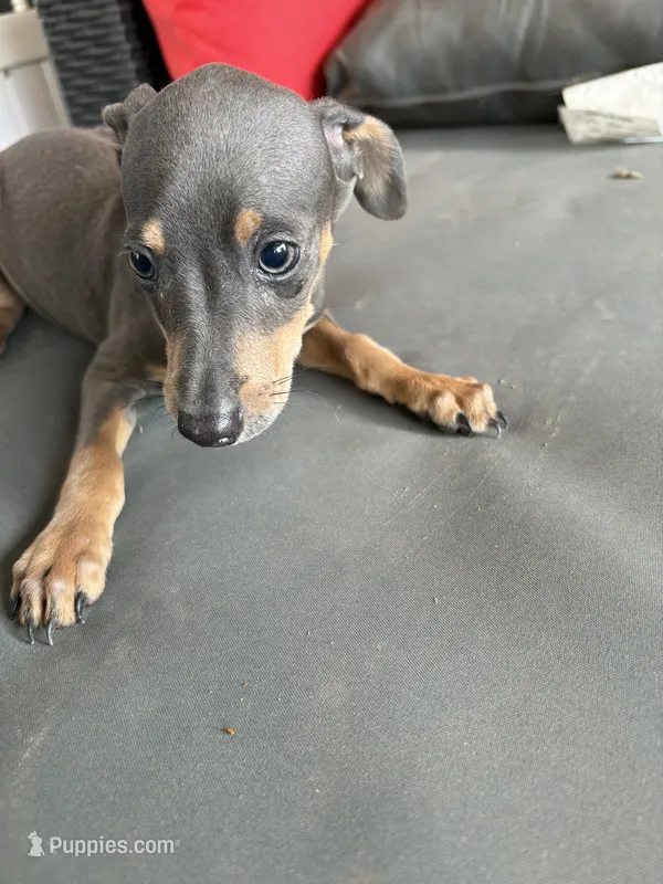 tasha puppy  – Miniature Pinscher puppy for sale in Quitman, TX