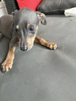 tasha puppy , a male Miniature Pinscher for sale in Quitman, TX – 1 of 3