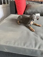 tasha puppy , a male Miniature Pinscher for sale in Quitman, TX – 2 of 3