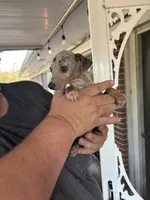 tasha puppy , a female Miniature Pinscher for sale in Quitman, TX – 3 of 4
