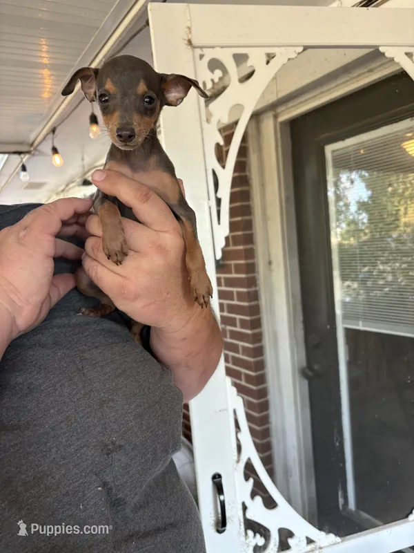 tasha puppy  – Miniature Pinscher puppy for sale in Quitman, TX