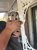 tasha puppy , a female Miniature Pinscher for sale in Quitman, TX – 2 of 4
