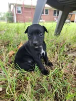 scouts little girl, a female Miniature Pinscher for sale in Quitman, TX – 1 of 2