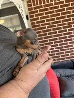 tasha puppy , a male Miniature Pinscher for sale in Quitman, TX – 2 of 3