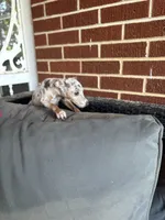 tasha puppy , a female Miniature Pinscher for sale in Quitman, TX – 4 of 4