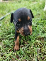coco black and tan male, a male Miniature Pinscher for sale in Quitman, TX – 2 of 2