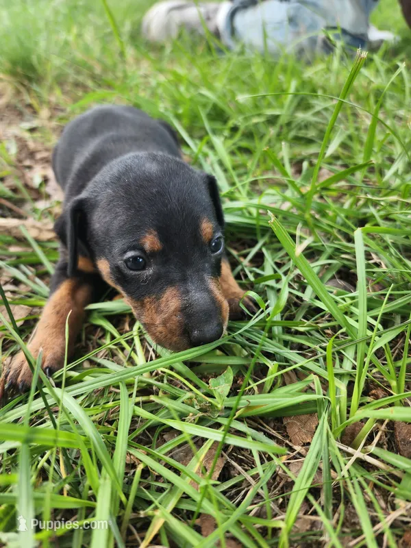 coco black and tan male – Miniature Pinscher puppy for sale in Quitman, TX