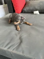 tasha puppy , a male Miniature Pinscher for sale in Quitman, TX – 3 of 3