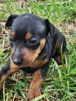coca little girl, a female Miniature Pinscher for sale in Quitman, TX – 1 of 1