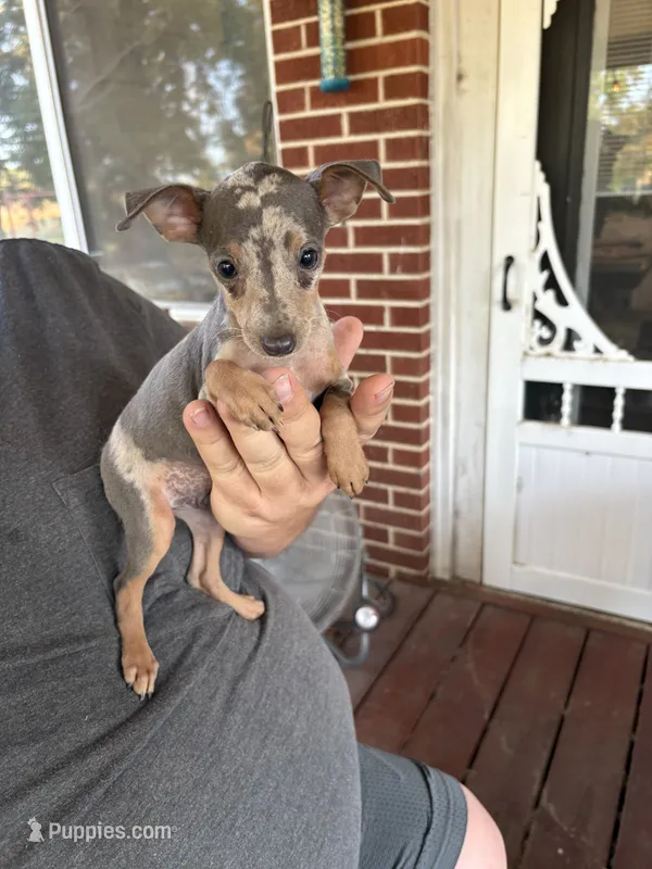 tasha puppy  – Miniature Pinscher puppy for sale in Quitman, TX