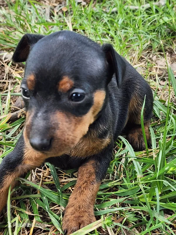 coco black and tan male – Miniature Pinscher puppy for sale in Quitman, TX