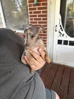 tasha puppy , a male Miniature Pinscher for sale in Quitman, TX – 2 of 2