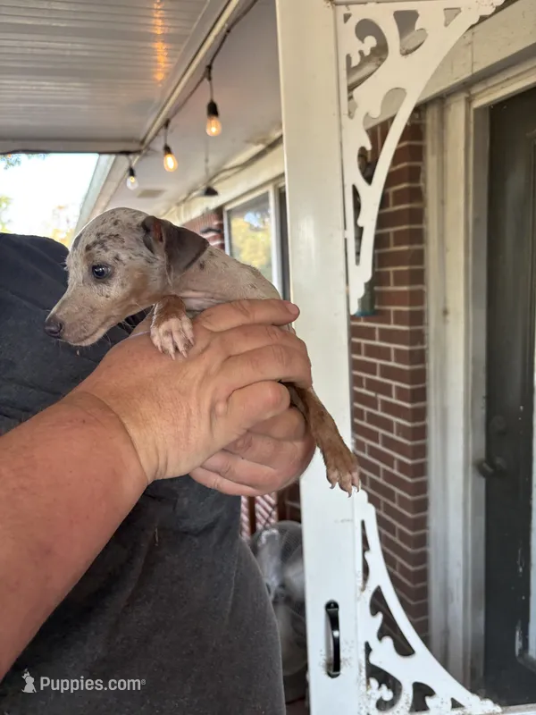 tasha puppy  – Miniature Pinscher puppy for sale in Quitman, TX