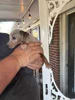 tasha puppy , a female Miniature Pinscher for sale in Quitman, TX – 1 of 4