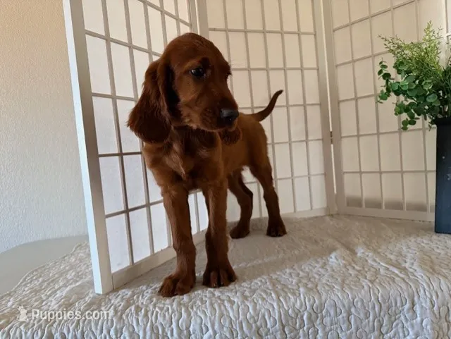 Kameron – Irish Setter puppy for sale in Shipshewana, IN