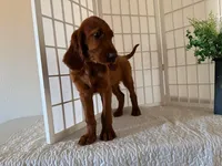 Kameron, a male Irish Setter for sale in Shipshewana, IN – 1 of 6