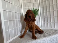 Ryanna, a female Irish Setter for sale in Shipshewana, IN – 3 of 5