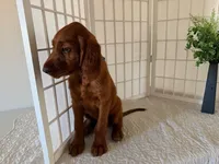 Kameron, a male Irish Setter for sale in Shipshewana, IN – 3 of 6