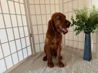 Kameron, a male Irish Setter for sale in Shipshewana, IN – 2 of 6
