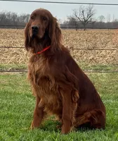 Ruby, a female Irish Setter for sale in Shipshewana, IN – 4 of 5