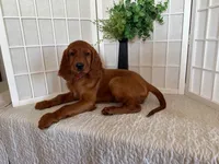 Ryanna, a female Irish Setter for sale in Shipshewana, IN – 1 of 5