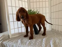 Kameron, a male Irish Setter for sale in Shipshewana, IN – 4 of 6