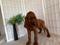 Ryanna, a female Irish Setter for sale in Shipshewana, IN – 2 of 5