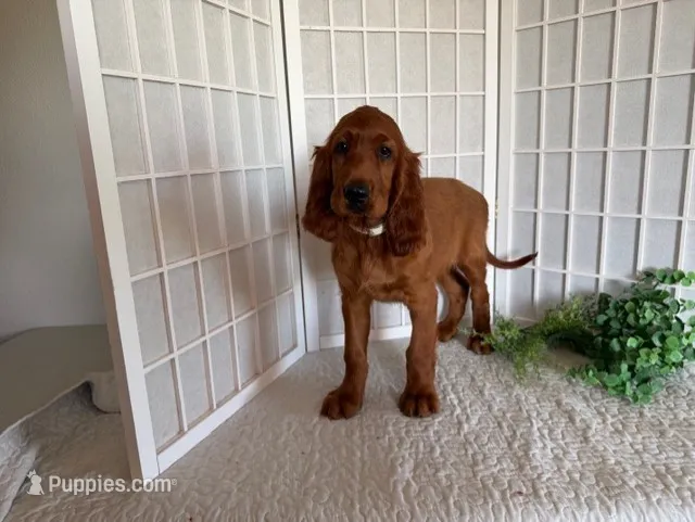 Ruby – Irish Setter puppy for sale in Shipshewana, IN