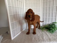 Ruby, a female Irish Setter for sale in Shipshewana, IN – 1 of 5