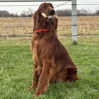 Ruby, a female Irish Setter for sale in Shipshewana, IN – 5 of 5