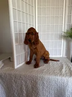 Ruby, a female Irish Setter for sale in Shipshewana, IN – 2 of 5