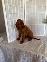 Ruby, a female Irish Setter for sale in Shipshewana, IN – 3 of 5