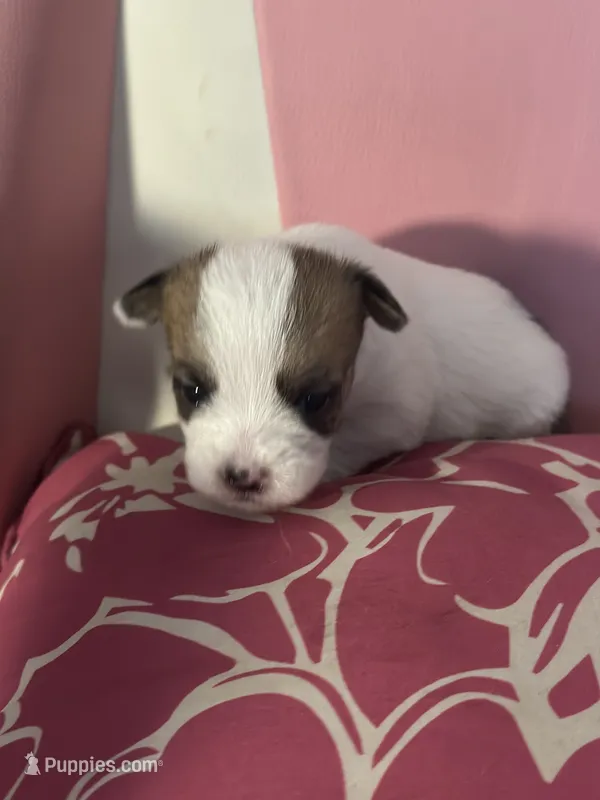 Puppy 1 – Chihuahua, Shih Tzu puppy for sale in Camden, NJ