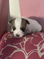 Puppy 1, a male Chihuahua and Shih Tzu for sale in Camden, NJ – 1 of 4