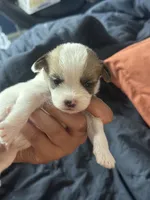 Puppy 1, a male Chihuahua and Shih Tzu for sale in Camden, NJ – 4 of 4