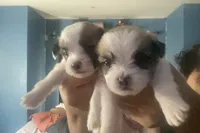 Puppy 1, a male Chihuahua and Shih Tzu for sale in Camden, NJ – 2 of 4
