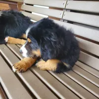 Charlie, a female Toy Australian Shepherd for sale in Pittsburgh, PA – 6 of 6