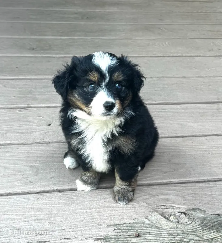 Tianna – Toy Australian Shepherd puppy for sale in Pittsburgh, PA