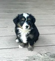 Tianna, a female Toy Australian Shepherd for sale in Pittsburgh, PA – 1 of 1