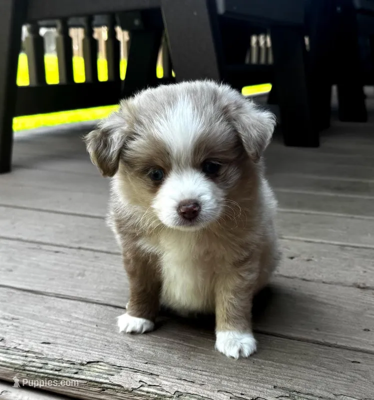 Snow – Toy Australian Shepherd puppy for sale in Pittsburgh, PA