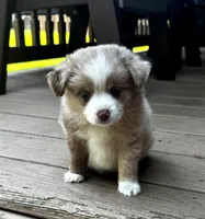 Snow, a male Toy Australian Shepherd for sale in Pittsburgh, PA – 1 of 1