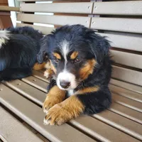 Charlie, a female Toy Australian Shepherd for sale in Pittsburgh, PA – 2 of 6