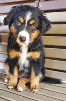 Charlie, a female Toy Australian Shepherd for sale in Pittsburgh, PA – 4 of 6