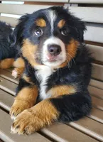 Charlie, a female Toy Australian Shepherd for sale in Pittsburgh, PA – 3 of 6