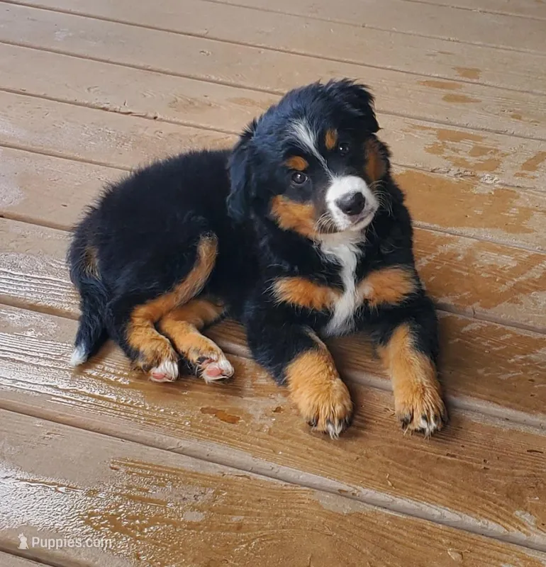 Charlie – Toy Australian Shepherd puppy for sale in Pittsburgh, PA