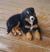 Charlie, a female Toy Australian Shepherd for sale in Pittsburgh, PA – 1 of 6