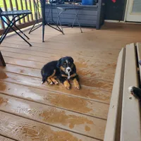 Charlie, a female Toy Australian Shepherd for sale in Pittsburgh, PA – 5 of 6
