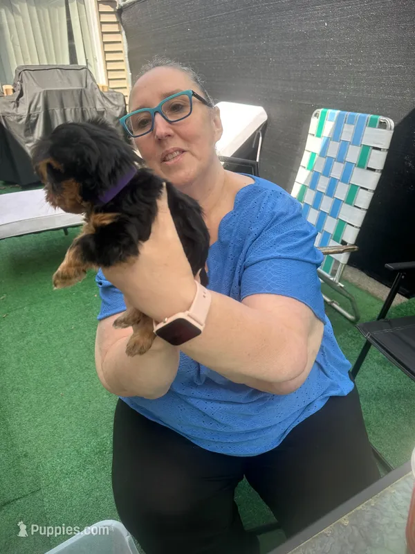 Mickey  – Yorkshire Terrier puppy for sale in Greenville, PA